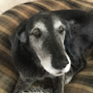 Meet your Posher, Jane